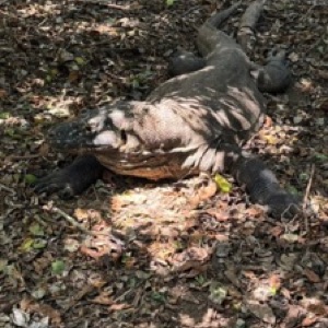 Labuan Bajo et le parc national de Komodo 🇮🇩.#Indonesia #landscape #komodo